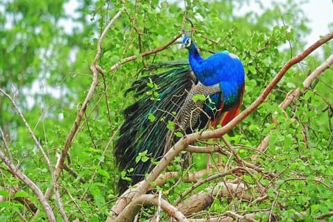 Tour de 2 días al Parque Nacional Yala y Kumana desde Negombo