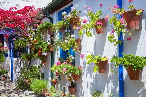 Visita guiada a los Patios Auténticos de Córdoba