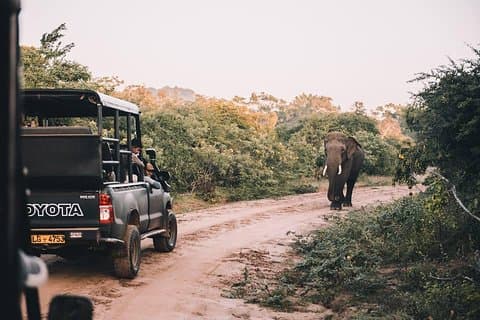 Von Colombo: Udawalawa National Park Wildlife Safari
