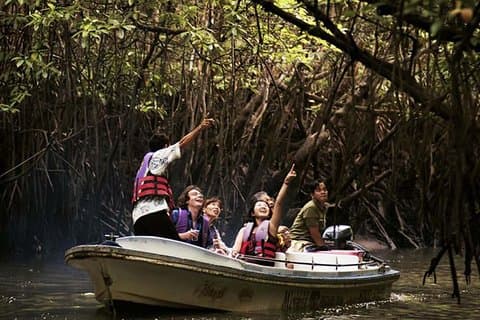 Langkawi Mangrove Forest Tour