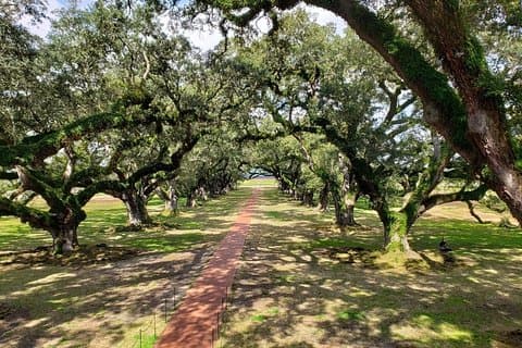 Oak Alley ou Laura Plantation com transporte do centro da cidade