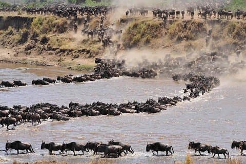 Dierenmigratie in Serengeti National Park 6-daagse safari's