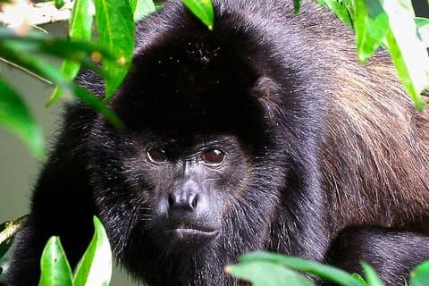 Visite guidée naturelle du parc Manuel Antonio avec un spécialiste de la nature