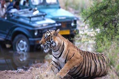 Golden Triangle Tour met Tiger Safari in Ranthambore 7 dagen