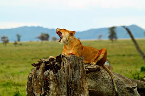 4 Day Joined Group Safari Ngorongoro, Manyara,Tarangire and Arusha National Park