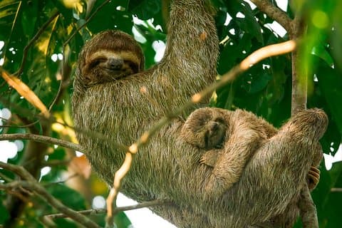 Mangrove Boat Tour Damas Island, Manuel Antonio