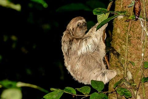 Night Jungle Tour with Dinner (Rainmaker Park)