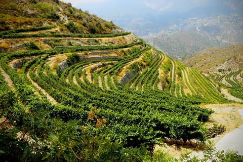 Troodos Mountains Vino Venture: All Inclusive Full Day Wine Tour