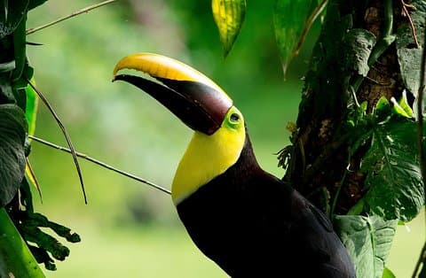 Deluxe privat fuglekiggeri | Manuel Antonio