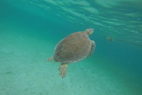 Privat tur: Akumal Marine Turtle Snorkling fra Cozumel