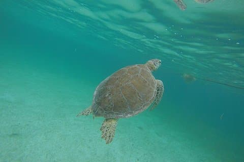 Excursion privée : plongée avec masque et tuba tortue marine à Akumal et aventure cenote