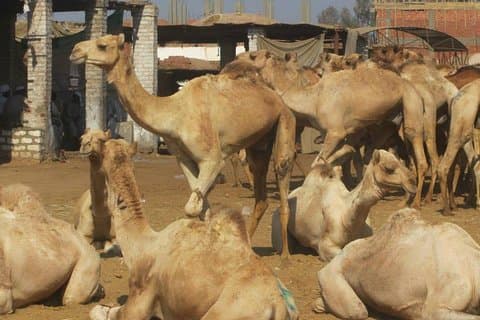 Marché des chameaux de Birqash