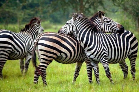 Safari popular de 2 días al parque nacional del lago Mburo