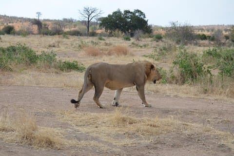 Parque Nacional Ruaha Desde Dar Es Salaam Opción de vuelo 3 días 2 noches
