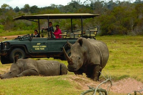 2 Stunden geführte Pirschfahrt um 10 Uhr; Kragga Kamma Game Park Ticket