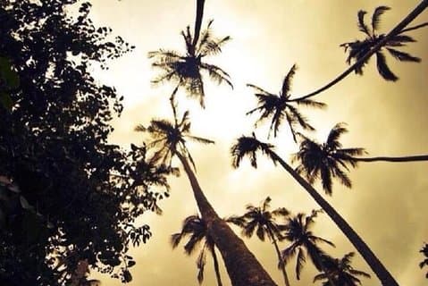 Visite des fermes d'épices aromatiques de Zanzibar