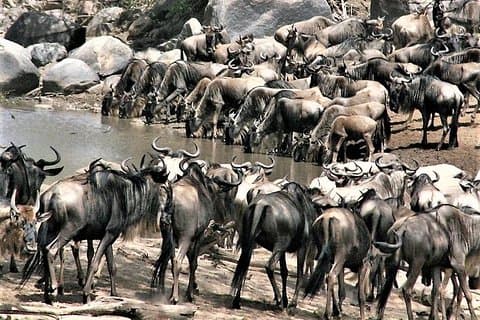 Doze dias: Tarangire-manyara-ngorongor0-serengeti (clássico)