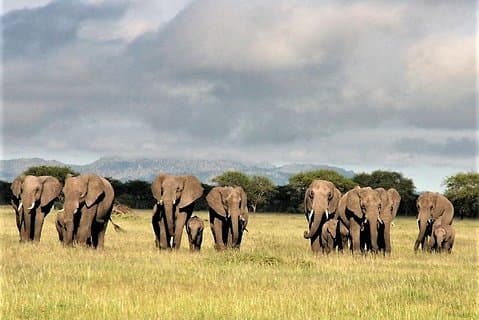 Vier Tage: Arusha-tarangire-ngorongoro (klassisch)