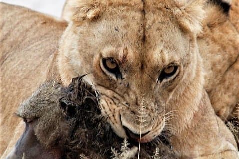 Syv dage: Tarangire-manyara-ngorongoro-serengeti (klassisk)
