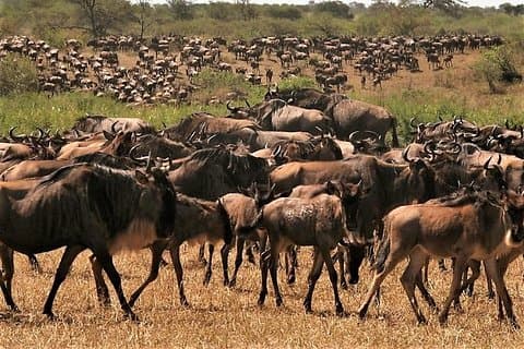 Otte dage: Tarangire-manyara-ngorongoro-serengeti (klassisk)