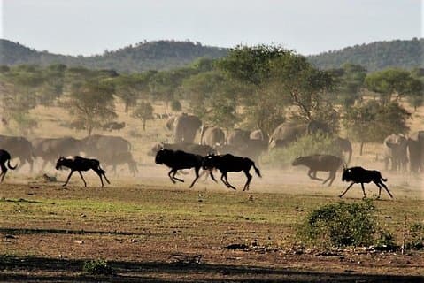 Nove giorni: Tarangire-manyara-ngorongor0-serengeti (classico)