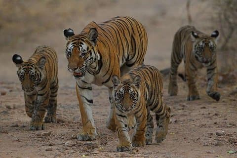 Excursão privada de safári no parque nacional de Ranthambore por 4 dias com Taj Mahal
