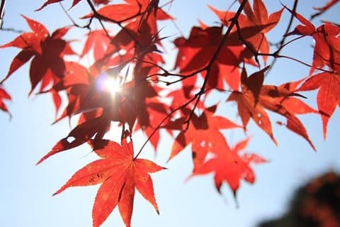 La belleza del follaje de otoño de Corea Descubre 9 días 8 noches