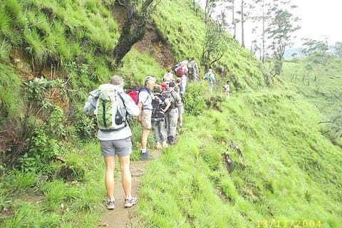 Trekking Through Thangamale Sanctuary,Tea Plantation & Forest,FM Ella,Haputale
