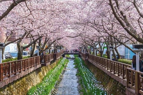 De schoonheid van de Korea Cherry Blossom Ontdek 11 dagen en 10 nachten