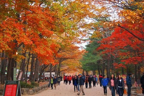 The Beauty of the Korea Fall Foliage Discover 11days 10nights