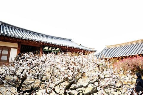 La belleza de la flor de cerezo de Corea Descubre 9 días 8 noches