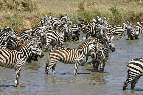 Safari naturalistico della Tanzania settentrionale di 4 giorni