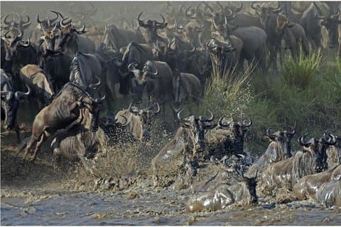 A maior migração dos gnus de Serengeti e cinco grandes