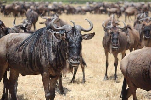 Safari in campeggio a 5 giorni nel Nord della Tanzania
