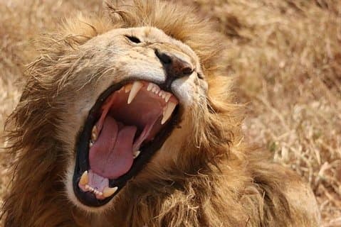 7-tägige Safaris, um großartige Migration zu sehen