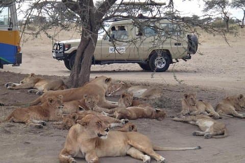 5 Days Special Safari to see migration