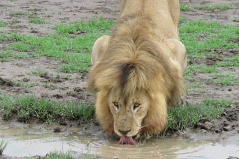 Tour di 12 giorni con safari nella fauna selvatica e cultura