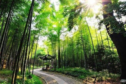 Halv-dagers Hangzhou Yunxi Bamboo Forest and Tea Plantation Experience
