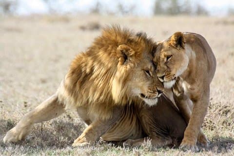 3-tägige Masai Mara Safari Tour, um die großen Fünf- und Gnuwanderung zu sehen