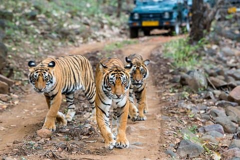 Tour de safari en tigre
