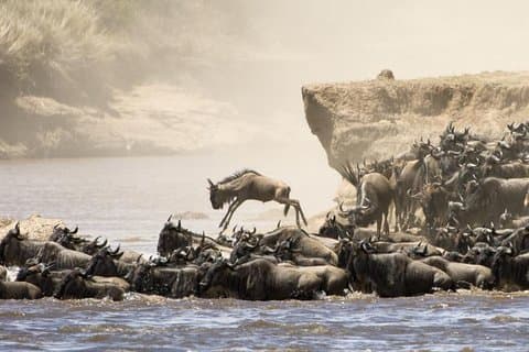 5 días 4 noches Tarangire, Serengeti, Ngorongoro y Manyara Wildlife Safari