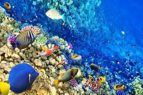 Hurghada snorkelen
