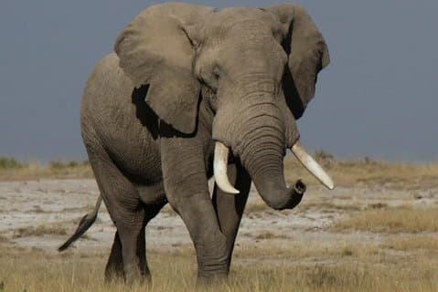 10-dages migrering Luksus Safari