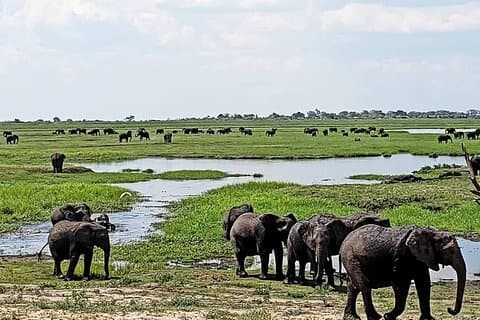 Hwange Safari Dagstur fra Victoria Falls