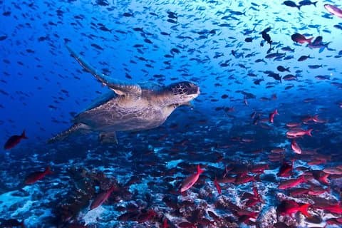 Snorkling! & Cahuita nationalpark Liten grupptur