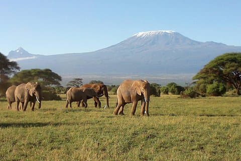Spännande 6 dagar Amboseli-sjön Nakuru-Maasai Mara Budget Safari