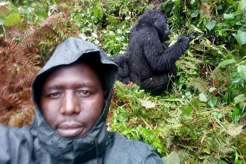 5 dias de caminhada de gorila e safári no parque nacional Queen Elizabeth