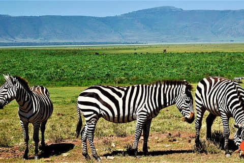 3 dage Tanzania Safari