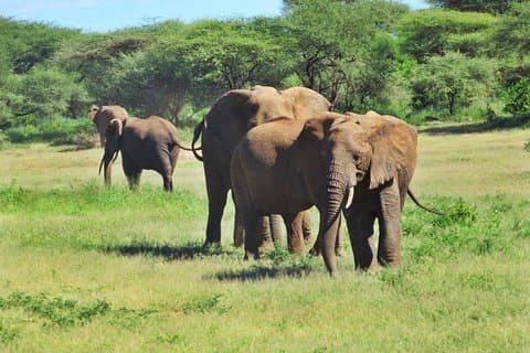 4 Tage Tansania Camping Safari
