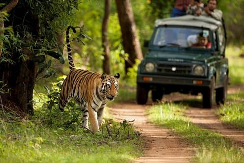 7-daagse privé luxe gouden driehoekstour met Ranthambore
